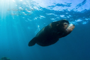Male Sea Lion with sunrays, La Paz Mexico by Alejandro Topete 